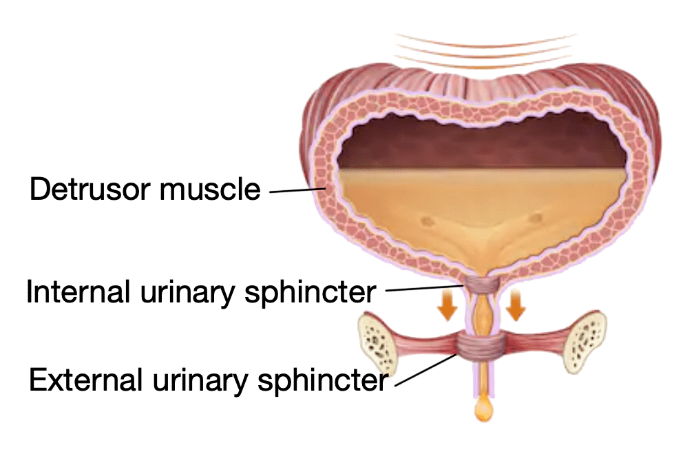annotated bladder diagram with detrusor muscle and urinary sphincter